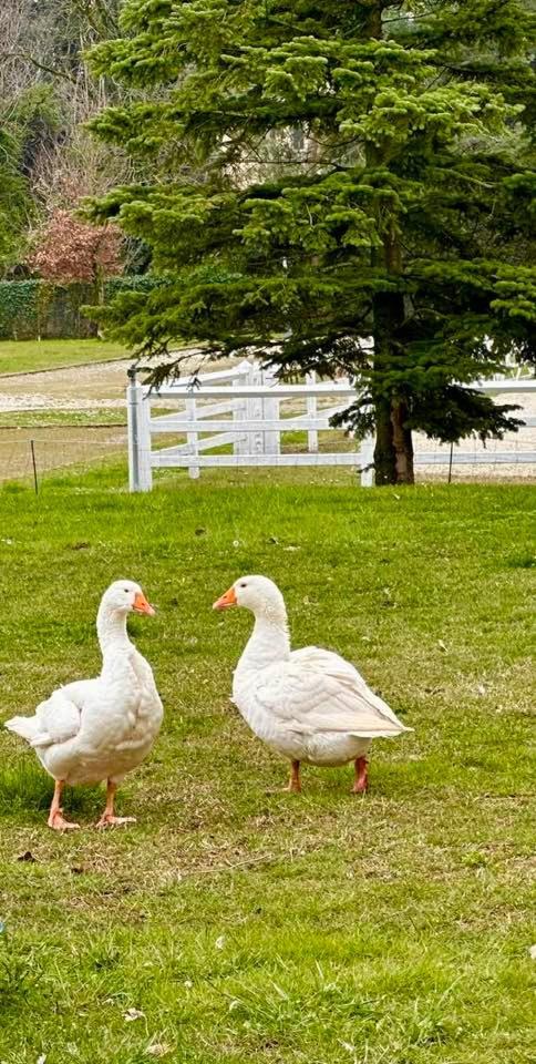 Agriturismo Il Boschetto Ornago Luaran gambar